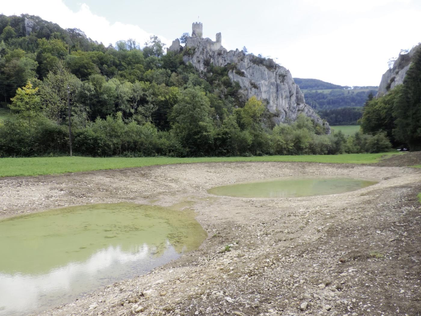 Dank den ökologischen Massnahmen um das Kraftwerk Ruppoldingen entwickelt sich die Lobisei bei Balsthal zu einer Amphibien-Hochburg.