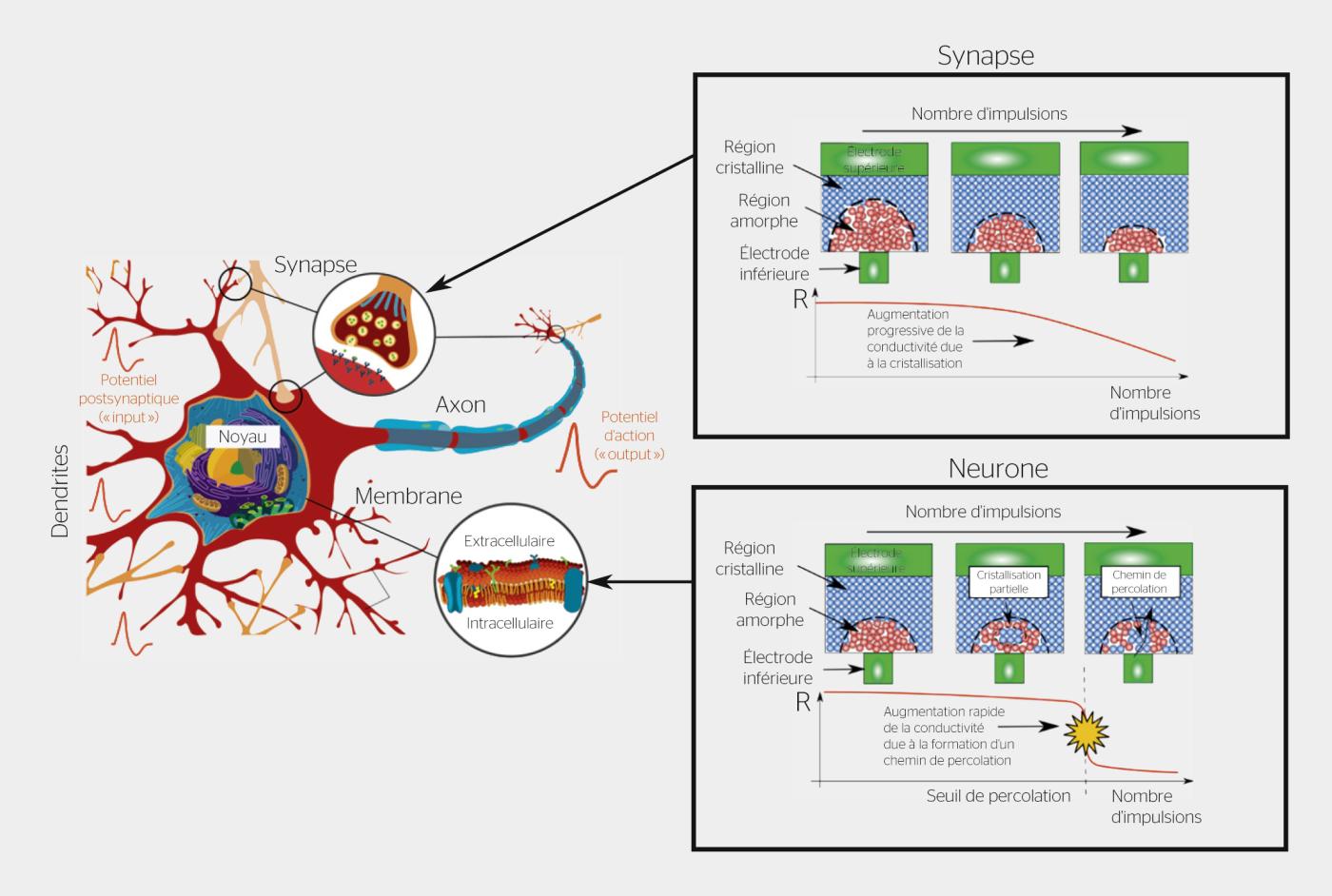 <strong>Figure 3</strong> Une mémoire à changement de phase peut être utilisée pour imiter les fonctions à la fois de neurones et de synapses biologiques en utilisant des impulsions courtes de courant répétées qui vont cristalliser la phase amorphe.