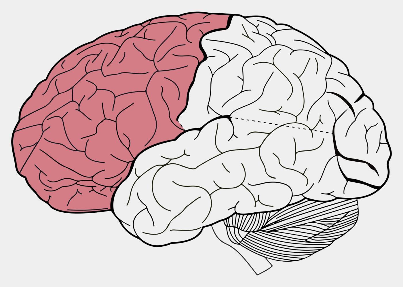 Cortex préfrontal (en rouge).