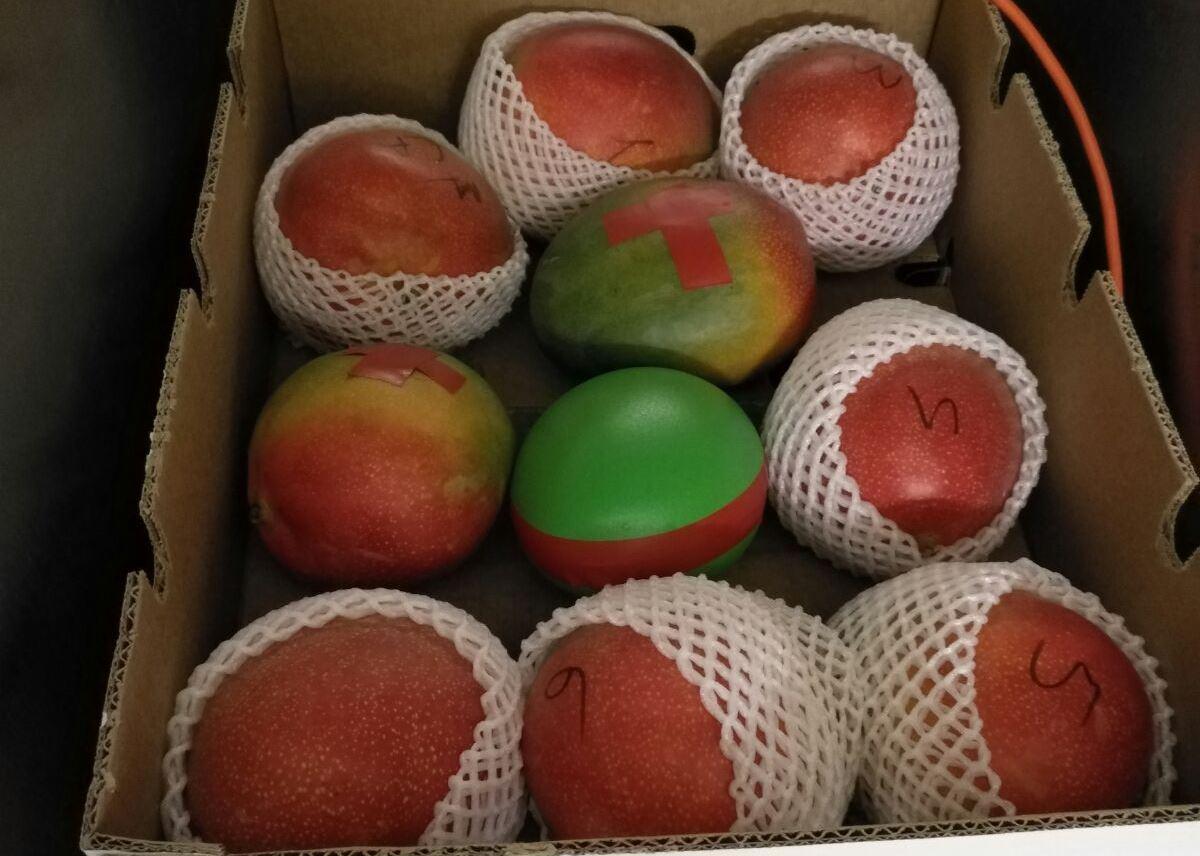 Le capteur de fruits artificiel: la mangue est emballée et expédiée avec les autres fruits.