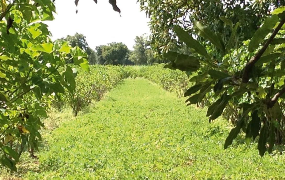 Le Jatropha comme biocarburant durable en Afrique de l’Ouest